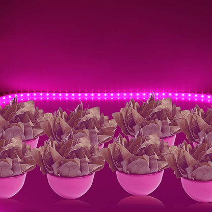 Grow Light